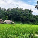 rice-field-thailand