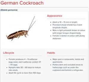 Cockroaches in Thailand: An 8-Step Prevention Guide