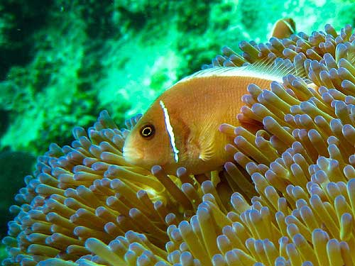 The 24 Best Diving Sites in Thailand